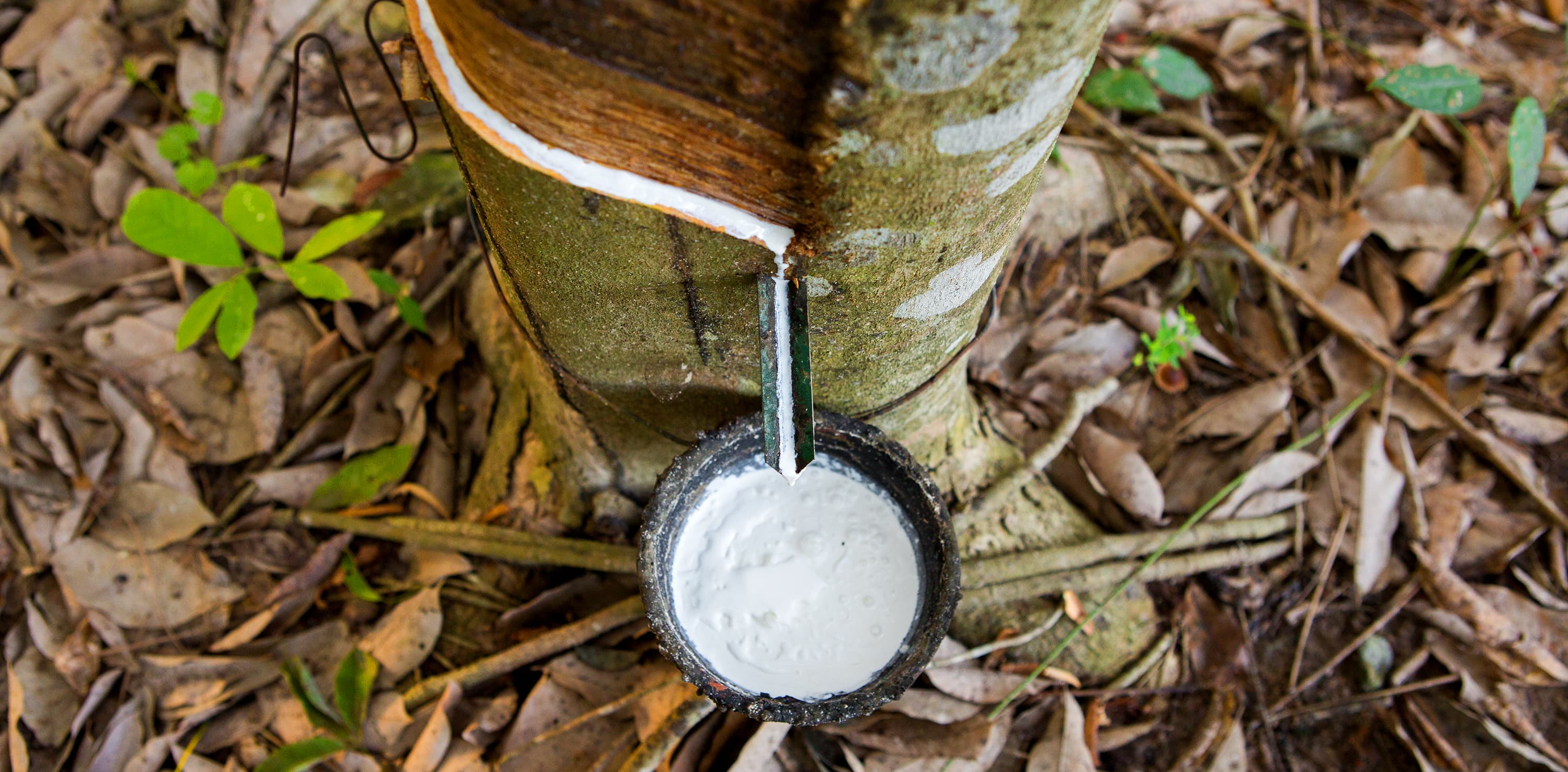 Rubber – does 'natural' mean sustainable? 