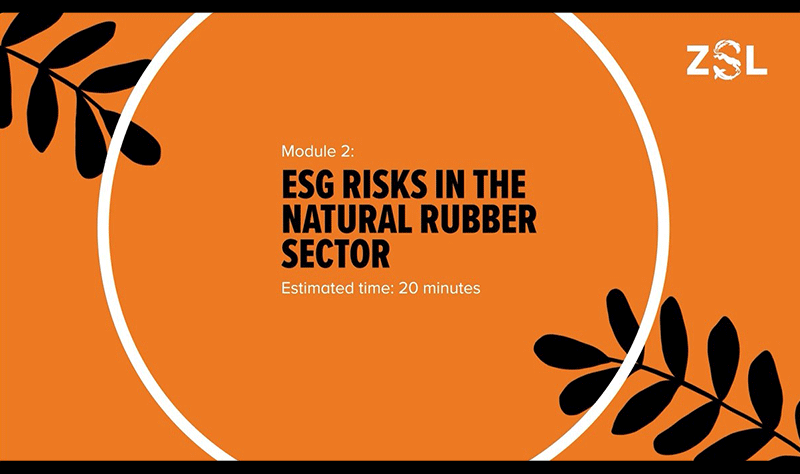 Natural rubber ESG sustainability training