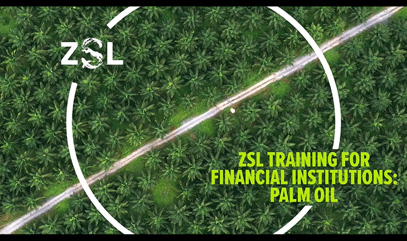 Training video on sustainability in palm oil