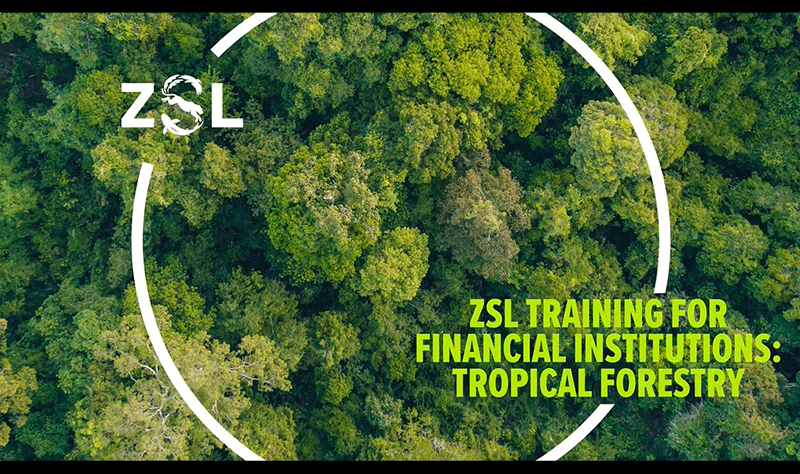 Tropical forestry ESG training video free