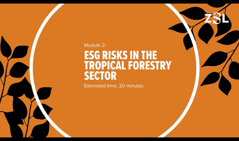 Tropical forestry ESG sustainability training