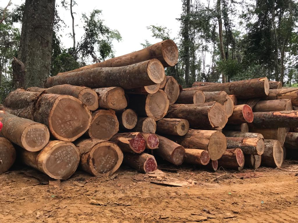 Timber logging in Cameroon