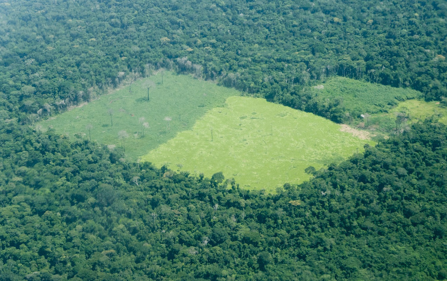 Deforestation in the Amazon