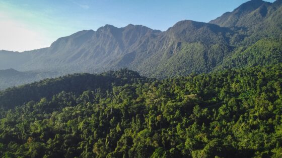 Rainforest in Manusela National Park, Seram Island