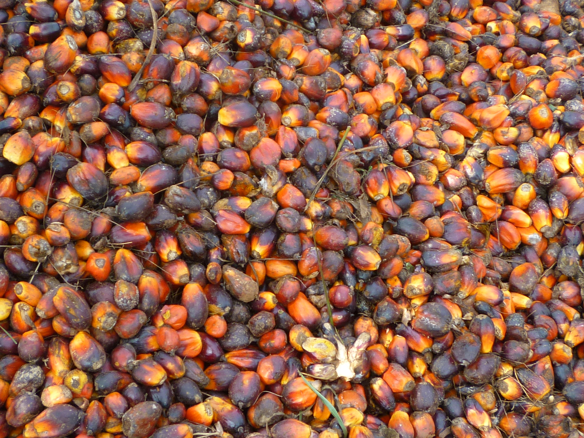 Oil palm fruits