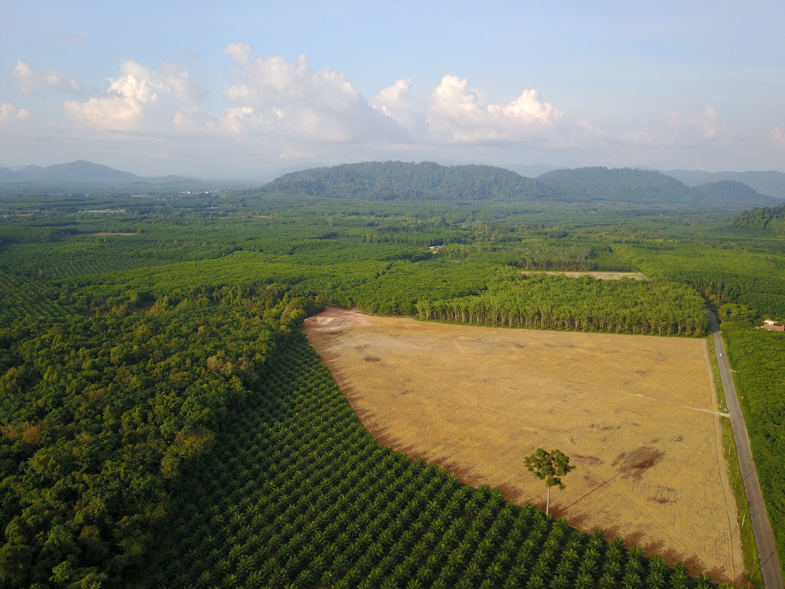 Palm oil plantation