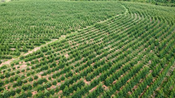 Young eucalyptus plantation in Brazil, a key source of timber and pulp, highlighting the importance of ESG transparency in sustainable forestry